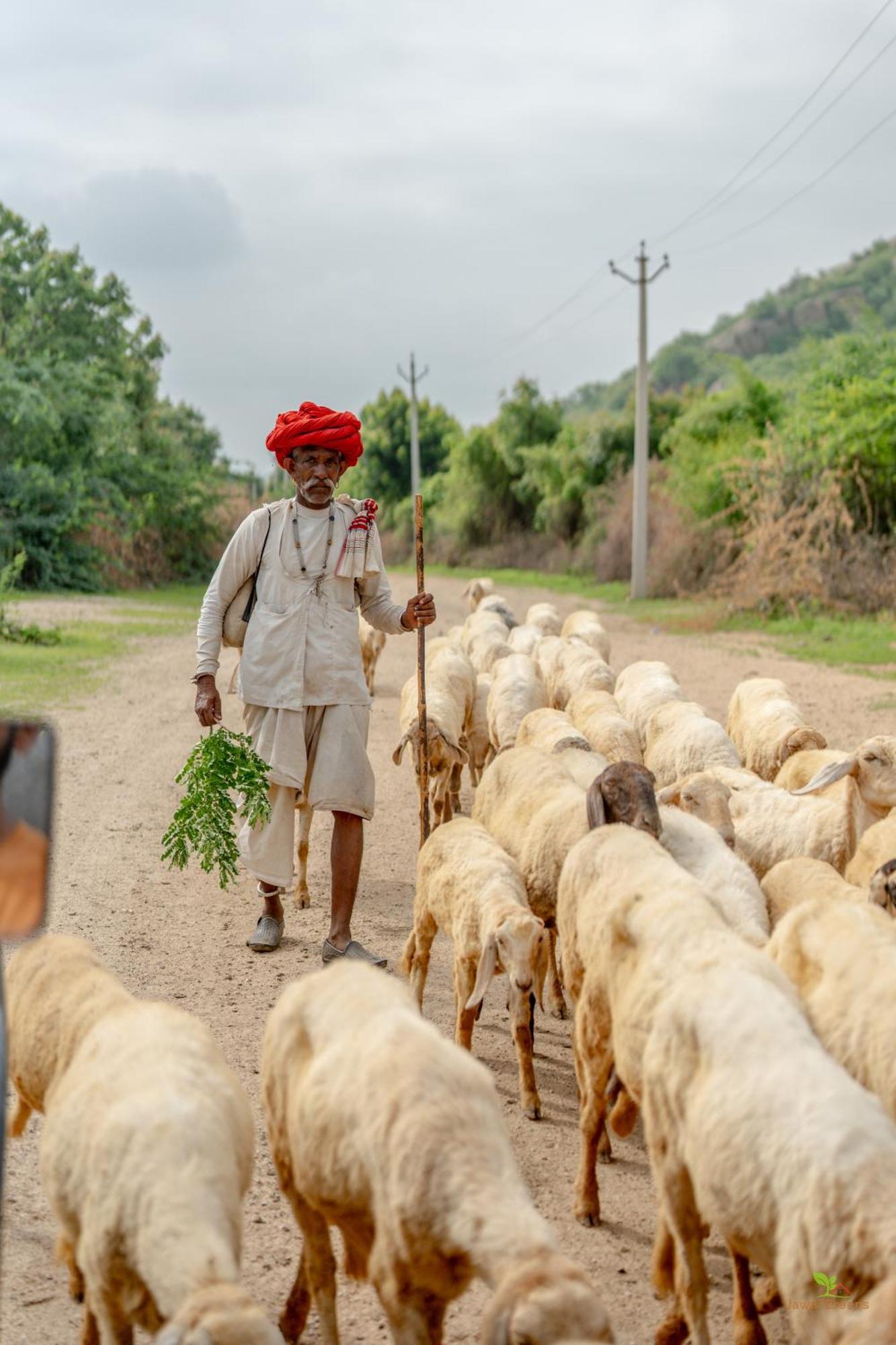 Jawai Greens Jawai Bandh Esterno foto
